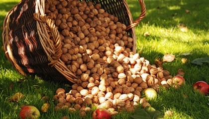Незважаючи на аномальне весняне похолодання, зниження врожаю горіхів в 2017 році не очікують