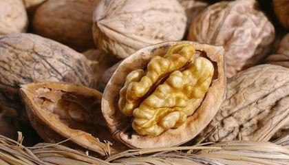 По различным оценкам только от 4 до 7% мирового земельного фонда пригодны для выращивания ореха грецкого, в Украине этот показатель более 80%