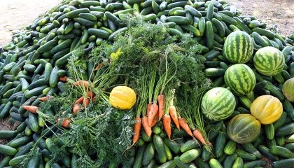 В ФГ «Видродження» выращивают овощи и ягоды по принципу «всего понемногу», прежде всего - чтобы диверсифицировать риски и задействовать людей, пока не начался сезон в саду