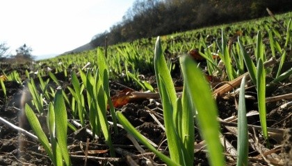В Україні в цьому році зафіксовано історичний мінімум загибелі озимих культур під урожай-2017. Станом на початок квітня площа загиблих озимих на зерно склала всього 5,6 тис. га або менше 0,1% від посівних площ