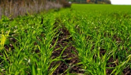 Фахівці попереджують аграріїв про розповсюдження шкідників та хвороб у озимих зернових та ріпаку