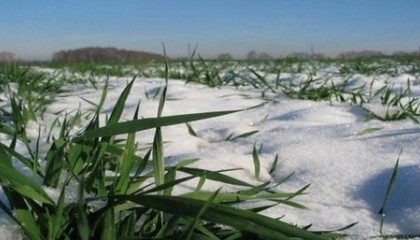 Побоювання викликало те, що достатній сніговий покрив на полях з'явився тільки з 8 січня, після того, як встановилися сильні морози