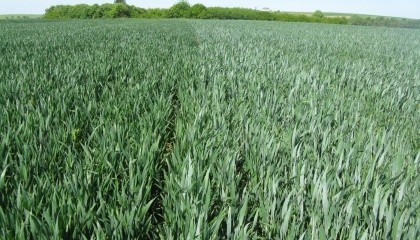 Озима пшениця має всі шанси не лише втримати свої позиції  в рослинницькій галузі України, а й зміцнити їх