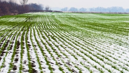 Відставання у фазовому розвитку озимих оцінюється в 1,5-3 тижні щодо середніх термінів