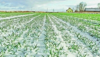 Найбільший вплив на життєдіяльність озимих культур в період зимівлі надають особливості агротехніки, морозостійкість і погода