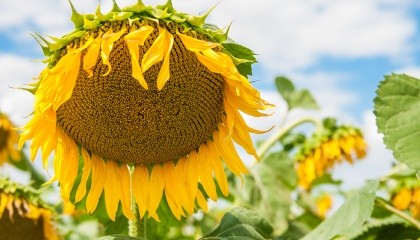 В Україні потрібно вести роботу з популяризації виробництва високоолеїнового соняшнику