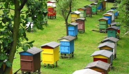 Українські вчені розробили унікальну технологію, яка дозволяє не лише спостерігати за роботою бджіл, а й управляти процесом збирання меду. Спеціальне устаткування рахує бджіл, контролює температурний режим, чистоту повітря та кількість зібраного меду