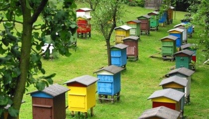 Профессиональная пасека - это 100 пчелосемей и больше. Пасека такого размера должна быть кочевой, то есть периодически переезжать с одной медоносной базы на другую. Оптимальный радиус кочевки - от 100 до 300 км
