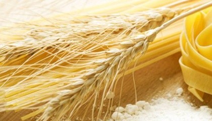 Американські селекціонери виявили, що твердість зерна не має відношення до якості «пасти» і вивели пшеницю, яка поєднує переваги м’яких і твердих сортів