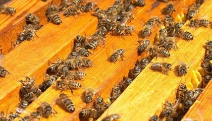 Пасечники Украины столкнулись с новой проблемой: подкармливая пчел сахаром на зиму, они рискуют их потерять их из-за некачественного сладкого песка