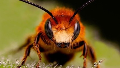 Дослідники виявили, що вплив оброблених культур зменшувало успішність перезимували колоній бджіл в двох з трьох країн
