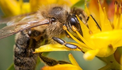 ВРУ, Кабмін і бджільницька громада повинні розробити Програму порятунку і розвитку бджільництва в Україні з соціальним ухилом