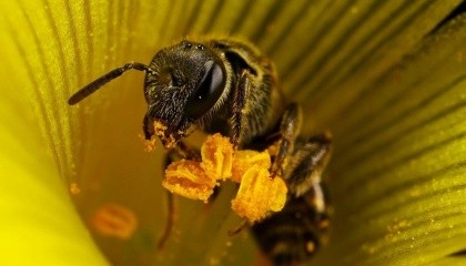 Если пчелиные колонии будут подвергаться интенсивному сельскому хозяйству, они понесут одинаковые потери, с неоникотиноидами или нет