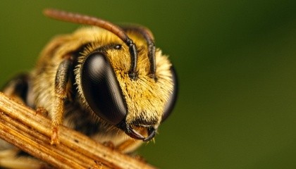 У селі Краснопіль Житомирської області масово і раптово загинули бджоли: 215 вуликів на 14 подвір'ях за одну добу