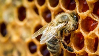 Закупівельна оптова ціна за кілограм меду в Європі значно вища, ніж вітчизняні пасічники продають експортерам