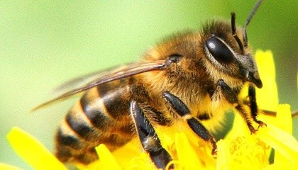 Кількість керованих колоній бджіл у всьому світі не зменшується, як часто повідомляється, а постійно зростає - за останні 50 років на 45% у всьому світі