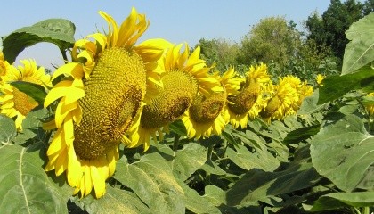 Зовсім скоро Syngenta зможе запропонувати ринку перший гібрид соняшнику 100% української селекції