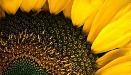 DuPont Pioneer інвестує $5 млн у лінію з виробництва насіння соняшнику в с. Стасі Полтавської області