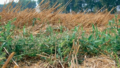 Одним из наиболее эффективных приемов снижения деградации почвы является возделывание покровных культур в севооборотах