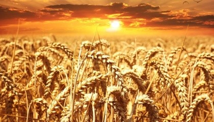 Экстремальные погодные условия и температуры, вызванные изменением климата, приведут к снижению в 2050-х годах мирового производства основных культур, среди которых пшеница, кукуруза, рис и соя, на 23%