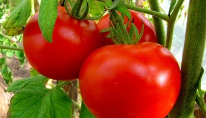 Новым томатам потребовалось на 90% меньше воды, чем для культивации традиционных сортов
