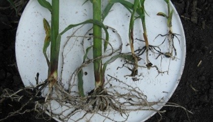 Разница между растениями кукурузы при внесении удобрений POP-up методом