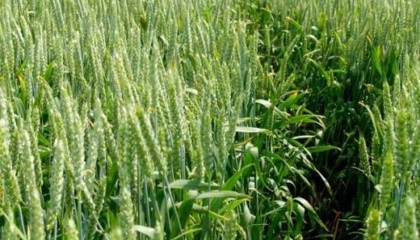 Жизнестойкость пшеницы оказалась такова, что все капризы стихии она пережила на удивление успешно, оправдав усилия селекционеров - урожай обещает быть отменным