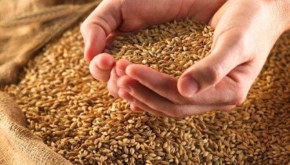 В Украине зафиксирован второй по величине показатель, − 3,8 т/га в сезоне 2015/16. Согласно прогнозам USDA в 2016/17 МГ в нашей стране урожайность пшеницы станет еще выше