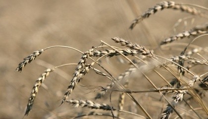 Погодные условия в Украине не позволили реализовать запланированное повышение валового сбора продовольственной пшеницы
