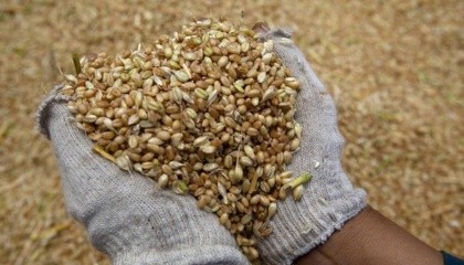 У 2017/18 сезоні Єгипет залишиться для України топовим ринком збуту пшениці