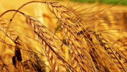 Растущее - значительно быстрее объемов потребления - предложение зерновой сформировало тренд к снижению мировых цен на такую продукцию. Результатом этого и станет сокращение мирового производства пшеницы в следующем маркетинговом году
