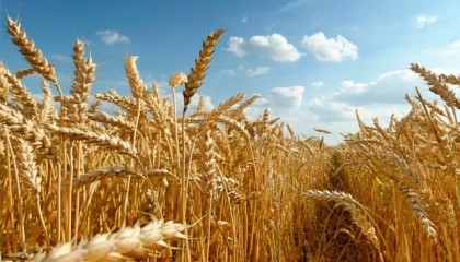 Селекціонери Інституту фізіології рослин і генетики (ІФРГ) НАН України вважають, що пора переходити до створення сортів пшениці під конкретний продукт