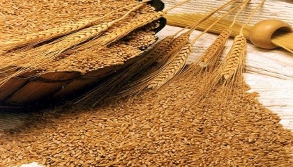 Экспорт пшеницы из региона ЧернЭкспорт пшеницы из региона Черного моря потеснил Австралию на рынках Азии, поднявшись до рекордных объемов в прошлом месяцеого моря потеснил Австралию на рынках Азии, поднявшись до рекордных объемов в прошлом месяце