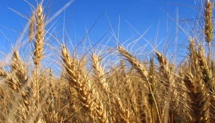 Институт физиологии растений и генетики (ИФРГ) НАН Украины является лидером селекции озимой пшеницы в Украине