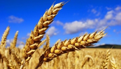 Якість продукції, що експортується, зокрема пшениці з Чорноморського регіону, - одна з кращих в світі. За вмістом білка зерно краще, ніж аргентинське або австралійське