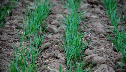 Для формирования оптимальной густоты продуктивных стеблей важно реализовать способность озимой пшеницы в кущении