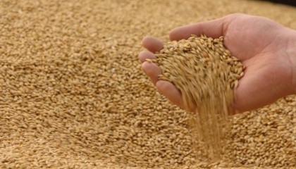  Сразу в трех странах, которые являются ведущими мировымы экспортерами пшеницы, ожидается снижение производства этой культуры