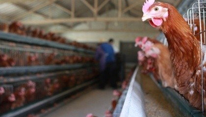 Больше всего в структуре экспортной выручки компании теряют из-за запрета отгрузок в Ирак, который покупает 27% всего экспорта украинского мяса птицы и 35% - куриных яиц