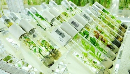 EFSA опубликовал дополнительные рекомендации по оценке аллергенности генетически модифицированных растений