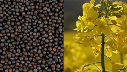 Снижение урожая рапса в 2016 году, как в Украине, так и в мире, привело к росту цен на эту масличную культуру. Рапс впервые за многие годы стал дороже подсолнечника