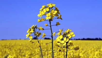 Рентабельность выращивания озимого рапса в Украине может достичь 83%, рентабельность подсолнечника ожидается на уровне 79%