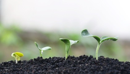 Наличие в почве достаточного количества азота является важнейшим фактором, влияющим на урожайность культуры. Обогащенные азотом растения дают в итоге высокие урожаи