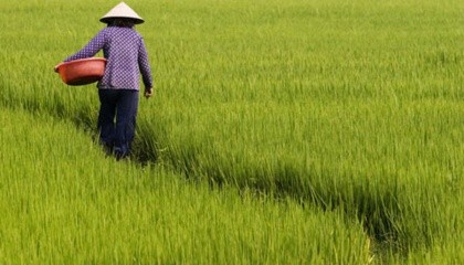 В Японии вырастили рис, который цветет только после обработки определенным химикатом. Ученые считают, что открытие может помочь фермерам в планировании урожая