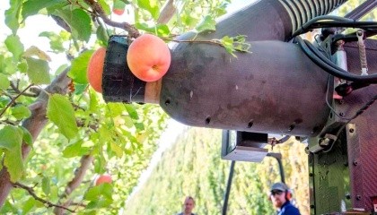 Компания Abundand Robotics создала робота, который умеет очень быстро собирать яблоки по принципу пылесоса, не повреждая при этом плод