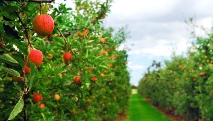 На сегодняшний день очень многие украинские производители фруктов и ягод поставляют свою продукцию на европейский рынок, рынки Сербии, Индонезии, Ливии и других стран