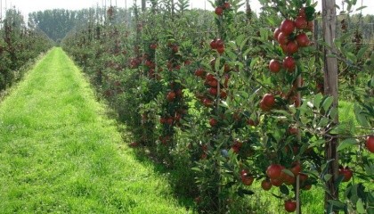 В Украине появилась первая аграрная расписка, которую оформили садоводы, а именно - ФГ "Гадз" 