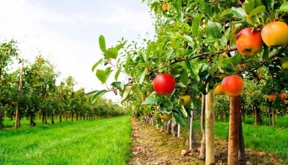 Прийнято рішення виділити на державну підтримку розвитку хмелярства, закладення молодих садів, виноградників та ягідників і нагляд за ними додаткових 224,3 млн грн