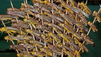 Новая технология поможет увеличить время предупреждения о вспышках саранчи до двух месяцев