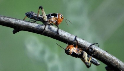 Появление этого насекомого - тревожный звоночек, который показывает на серьезные изменения в экосистеме северного Крыма. И эти перемены, по прогнозам ученого, со временем могут поставить под вопрос существование земледелия в регионе