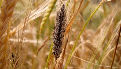 Список хвороб пшениці очолює Сажка тверда (частка зараження складає 42%), за нею йде Сажка карликова (24.48%), альтернаріоз (33%) та фузаріоз (14%), ріжки (2,8%)